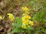 Wie kent deze bloem?