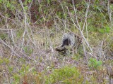 Porky Pine