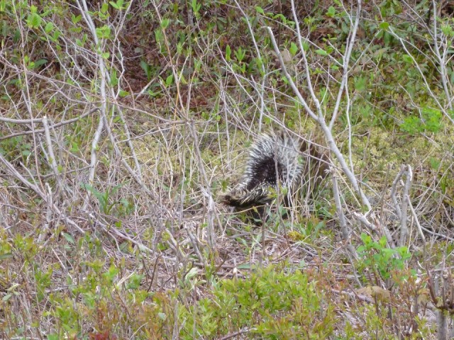 Porky Pine