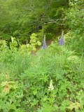 Wilde Lupine