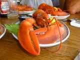 Lobster