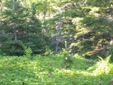 Wildlive