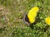Vlinder