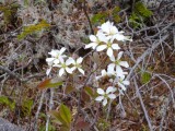 Bloem