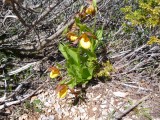 Yellow Ladyslipper