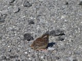 Jong vogeltje de weg op/kwijt