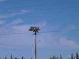 adelaarsjong op nest