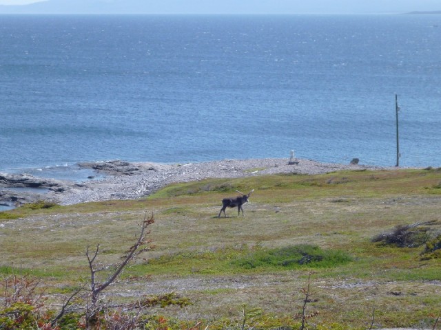 Kariboe