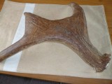 Half Moose gewei