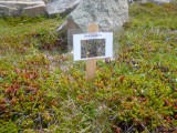 Bessenstruik