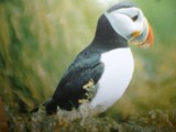 Puffin (papegaaiduiker)