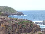 Puffin Island