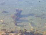 Schoon zeewater