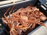 Snow Crab