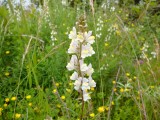 Orchidee
