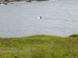 Walvis op jacht