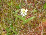 Orchidee