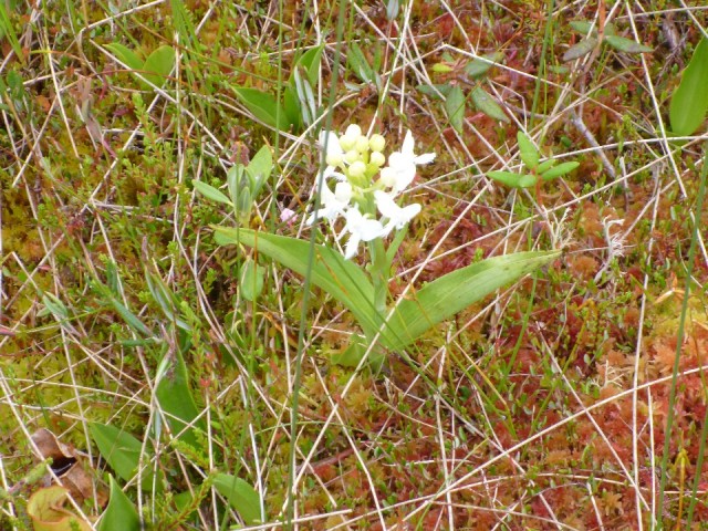 Orchidee