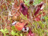 Pitcher plant