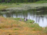 Canadese Gans