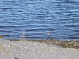 Strandloper