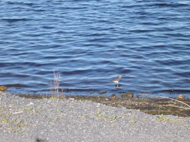Strandloper