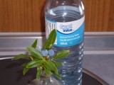 Eigen kweek,Bleuberry