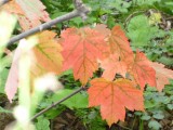 Beginnende herfst ?