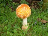 Beginnende herfst ?
