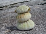 Zee egel torentje