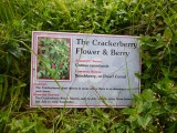 Cracker Berry