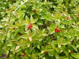 Cracker Berry