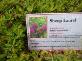 Sheep Laurel