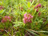 Sheep Laurel