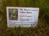 Yellow Rattle
