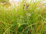 Yellow Rattle