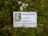 Hemlock Parsley