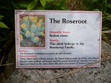 Roseroot