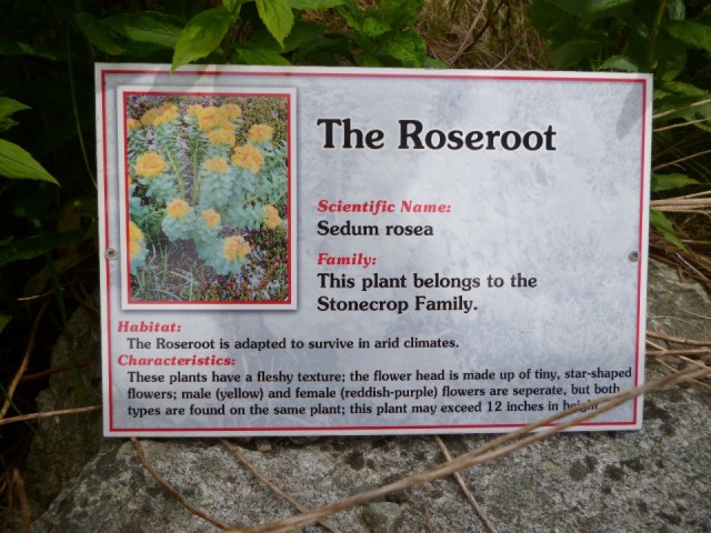 Roseroot