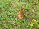 Vlinder