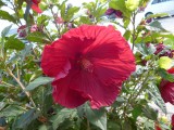 Bloem?