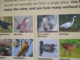 Overzicht vogels in het park