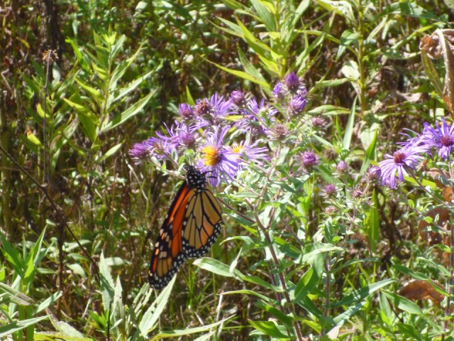 Monarch vlinder