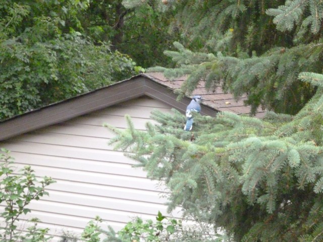 Blue Jay
