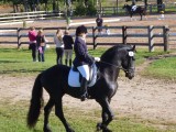 Paardenshow