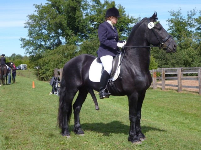 Paardenshow