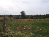 Pompoenenveld