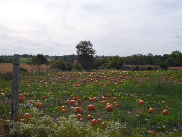 Pompoenenveld
