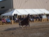 drafpaardenveiling St Jacobs Market