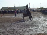drafpaardenveiling St Jacobs Market
